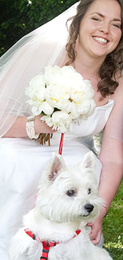 dogs at your wedding